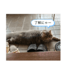 M A L Uのまったりライフ3（個別スタンプ：1）