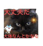 黒猫 ルナ院長108にゃんめ（個別スタンプ：3）