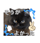 黒猫 ルナ院長108にゃんめ（個別スタンプ：4）