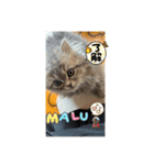 M A L Uのまったりライフ2（個別スタンプ：2）