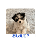 ワンワン、ワンワワワン、ワァァアン（個別スタンプ：4）