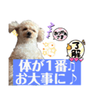 仁と礼 可能思考のトイプードル兄弟2023（個別スタンプ：6）