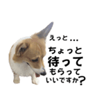 つくねちゃん詰め合わせ 5（個別スタンプ：6）