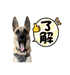 毎日ブコースキー（個別スタンプ：4）