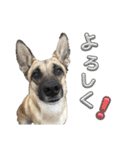 毎日ブコースキー（個別スタンプ：6）