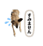 毎日ブコースキー（個別スタンプ：8）