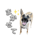 毎日ブコースキー（個別スタンプ：11）
