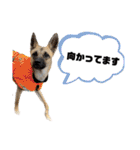 毎日ブコースキー（個別スタンプ：12）