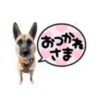 毎日ブコースキー（個別スタンプ：14）