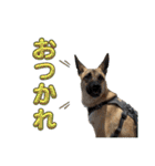 毎日ブコースキー（個別スタンプ：15）