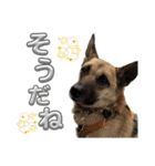 毎日ブコースキー（個別スタンプ：17）