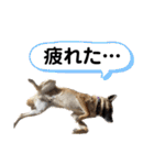 毎日ブコースキー（個別スタンプ：18）