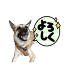 毎日ブコースキー（個別スタンプ：21）