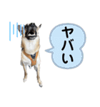 毎日ブコースキー（個別スタンプ：24）