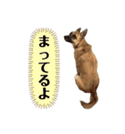 毎日ブコースキー（個別スタンプ：25）