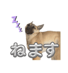毎日ブコースキー（個別スタンプ：27）