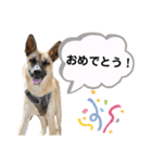 毎日ブコースキー（個別スタンプ：28）