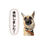 毎日ブコースキー（個別スタンプ：29）