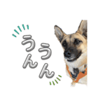 毎日ブコースキー（個別スタンプ：30）