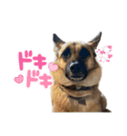 毎日ブコースキー（個別スタンプ：31）