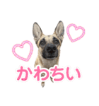 毎日ブコースキー（個別スタンプ：35）