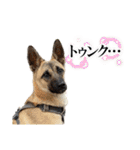 毎日ブコースキー（個別スタンプ：36）