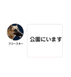 毎日ブコースキー（個別スタンプ：40）