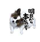 パピヨン犬 ごあいさつスタンプ（個別スタンプ：1）