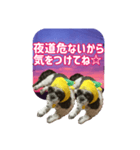 愛犬の被り物と夜空（個別スタンプ：9）