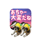 愛犬の被り物と夜空（個別スタンプ：14）