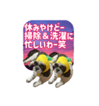 愛犬の被り物と夜空（個別スタンプ：25）