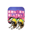 愛犬の被り物と夜空（個別スタンプ：30）