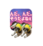 愛犬の被り物と夜空（個別スタンプ：37）