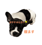 フレンチブルドッグ てっちゃん3（個別スタンプ：3）