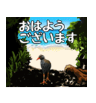 ヤンバルクイナ大好き 沖縄行きたい（個別スタンプ：1）