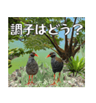 ヤンバルクイナ大好き 沖縄行きたい（個別スタンプ：9）