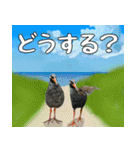 ヤンバルクイナ大好き 沖縄行きたい（個別スタンプ：11）