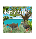 ヤンバルクイナ大好き 沖縄行きたい（個別スタンプ：14）