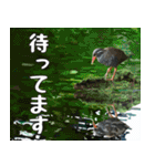 ヤンバルクイナ大好き 沖縄行きたい（個別スタンプ：15）