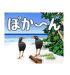 ヤンバルクイナ大好き 沖縄行きたい（個別スタンプ：24）