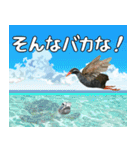 ヤンバルクイナ大好き 沖縄行きたい（個別スタンプ：34）