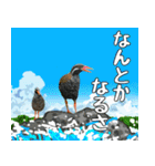 ヤンバルクイナ大好き 沖縄行きたい（個別スタンプ：35）