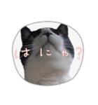 ハチワレ猫のメイちゃん②（個別スタンプ：1）