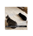 四足の毛玉（個別スタンプ：1）