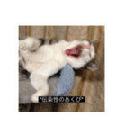四足の毛玉（個別スタンプ：3）