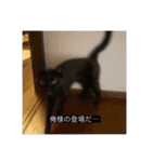 四足の毛玉（個別スタンプ：4）