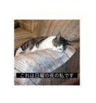 四足の毛玉（個別スタンプ：6）
