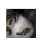 四足の毛玉（個別スタンプ：7）