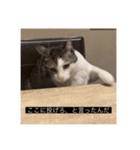四足の毛玉（個別スタンプ：8）