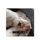 四足の毛玉（個別スタンプ：17）